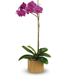  Imperial Purple Orchid from Visser's Florist and Greenhouses in Anaheim, CA